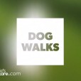 Video: Some Dog Walking Photos from November!